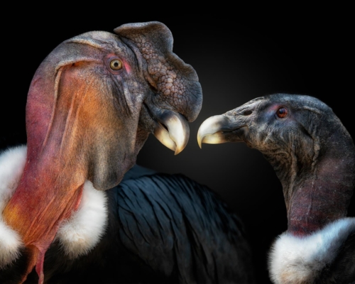 A couple of condors on black background studio photo
