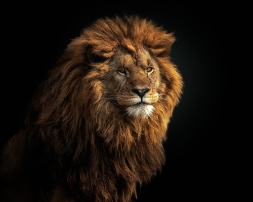 Lion on black background studio photo