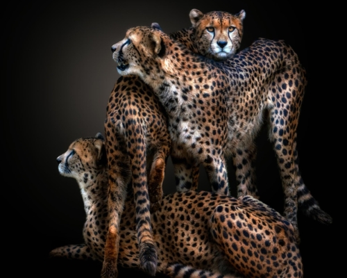 Cheetah on black background studio photo