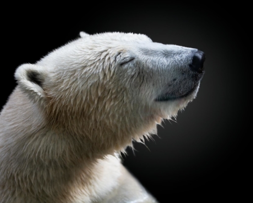 Polar bear on black background studio photo