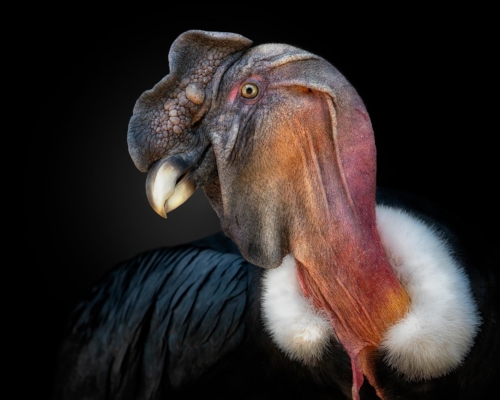Condor on black background studio photo