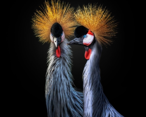 Gray crowned cranes on black background studio photo