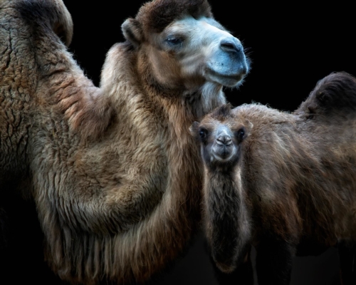 Camel family on black background studio photo
