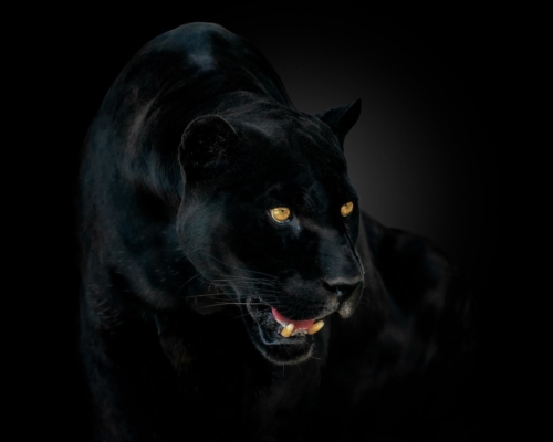 Black amazonian jaguar on black background studio photo