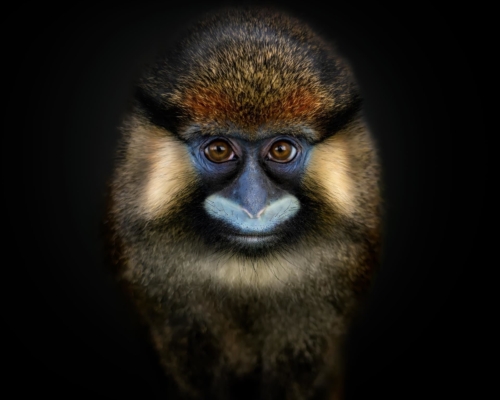 Moustached guenon or moustached monkey (Cercopithecus cephus) on black background studio photo