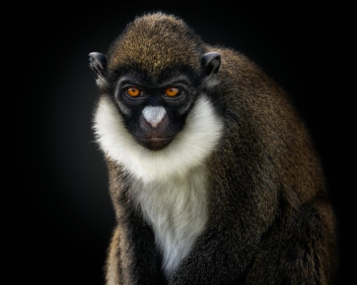 Lesser spot-nosed monkey (Cercopithecus petaurista) on black background studio photo