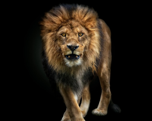 Lion on black background studio photo