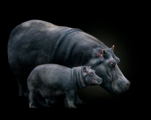 Hippopotamus on black background studio photo