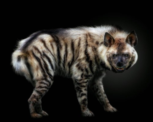 Striped hyena on black background studio photo