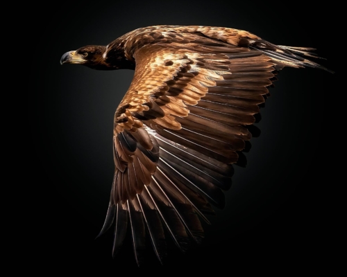 White tailed eagle on black background studio photo