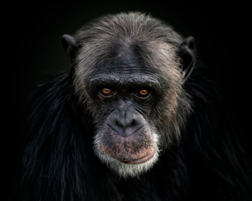 Chimpanzee on black background studio photo