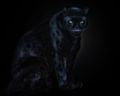 Black jaguar on black background studio photo