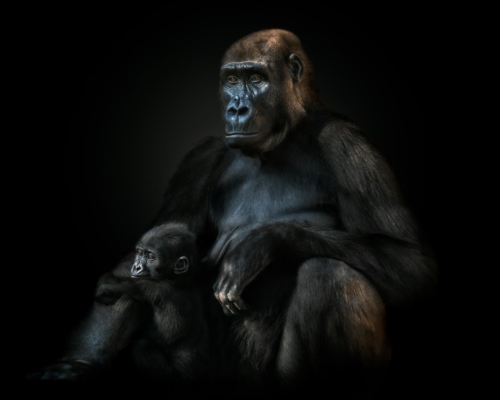 Gorillas on black background studio photo