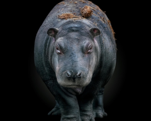 Baby hippo on black background studio photo