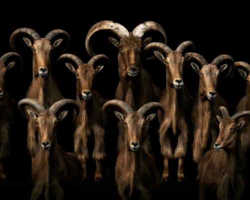 Barbary sheeps (Ammotragus lervia) on black background studio photo