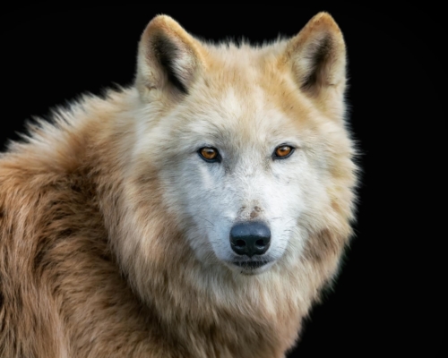 Arctic wolf on black background studio photo