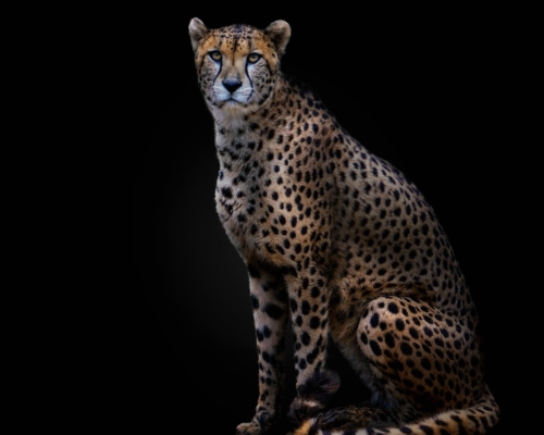 Cheetah on black background studio photo