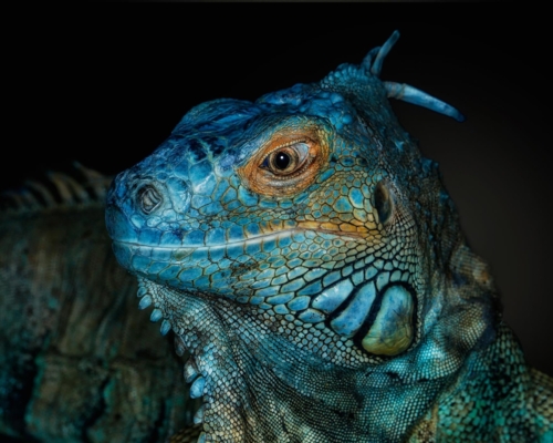 Blue iguana (Cyclura lewisi) on black background studio photo
