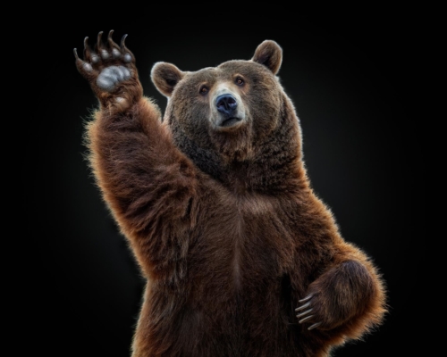 Brown bear (ursus arctos) on black background studio photo