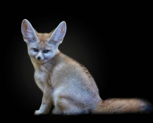 Fennec fox (Vulpes zerda) on black background studio photo