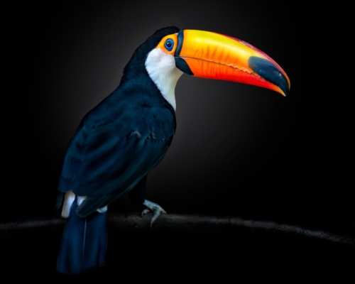 Toucan on black background studio photo