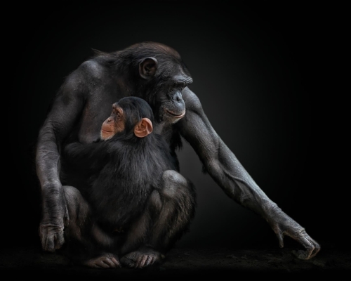 Chimpanzees on black background studio photo