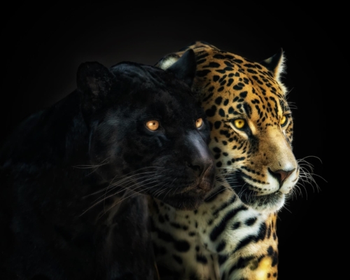 Jaguars on black background studio photo