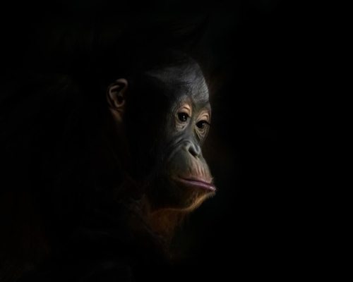Baby orangutan on black background studio photo