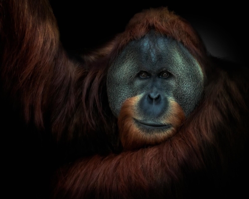 Sumatran Orangutan on black background studio photo