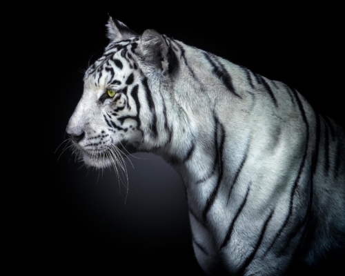 White tiger on black background studio photo