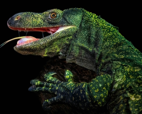 Crocodile monitor lizard (Varanus salvadorii) on black background studio photo