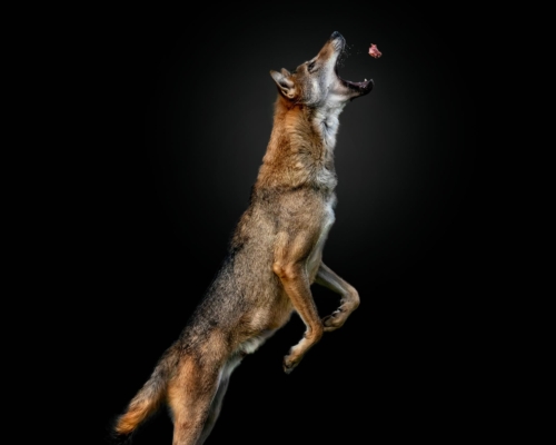 Iberian wolf on black background studio photo