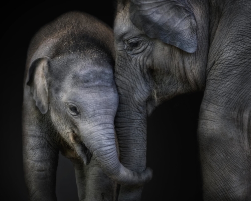 Asian elephants on black background studio photo