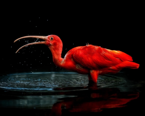 Scarlet ibis on black background studio photo