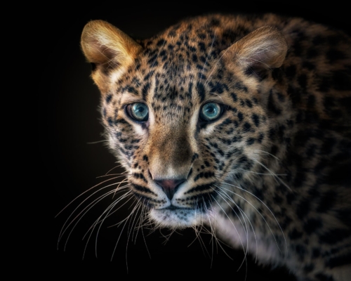 Baby leopard on black background studio photo