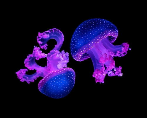 Jellyfish on black background studio photo