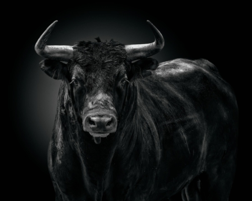Spanish Fighting Bull on black background studio photo