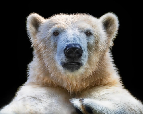 Polar bear on black background studio photo