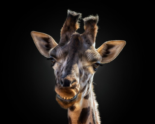 Giraffe smiling on black background studio photo