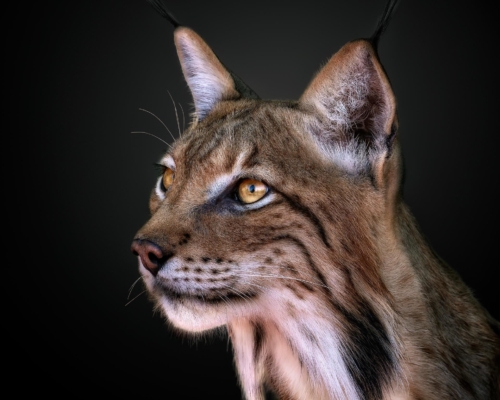 Iberian lynx on black background studio photo