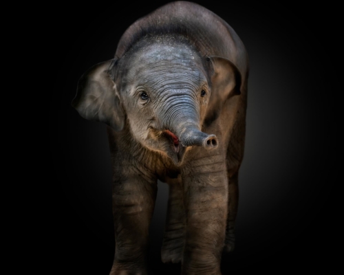 Baby asian elephant on black background studio photo