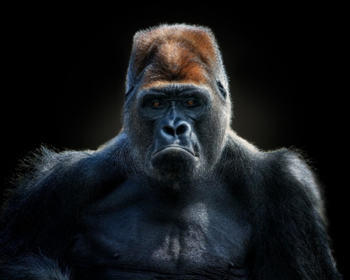Western lowland gorilla on black background studio photo
