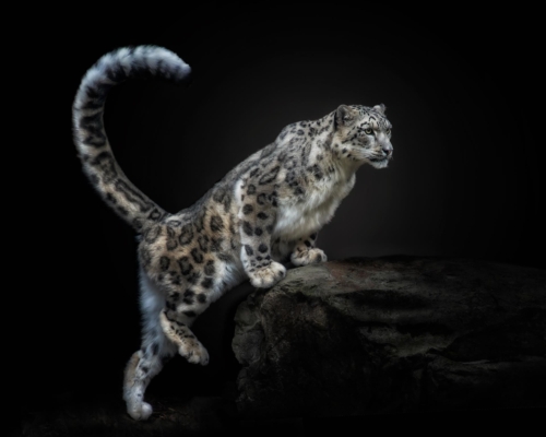 Snow leopard on black background studio photo