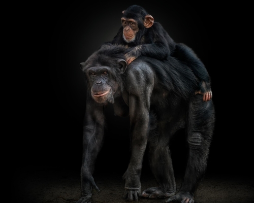 Chimpanzees on black background studio photo