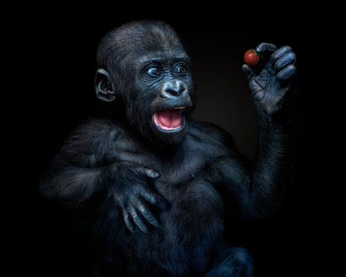 Baby gorilla on black background studio photo