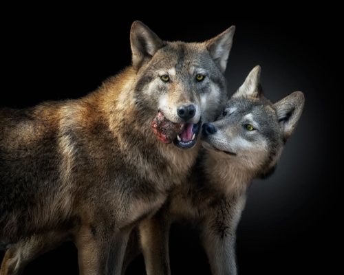 Gray wolves on black background studio photo