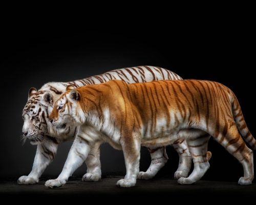 Bengal tigers on black background studio photo