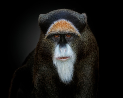 De Brazza's monkey (Cercopithecus neglectus) on black background studio photo