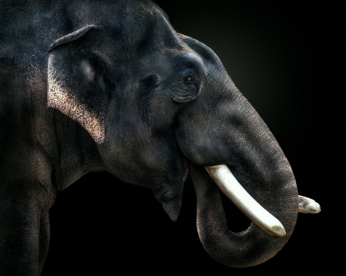Asian elephant on black background studio photo