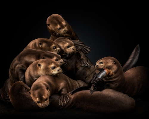 Giant otters on black background studio photo